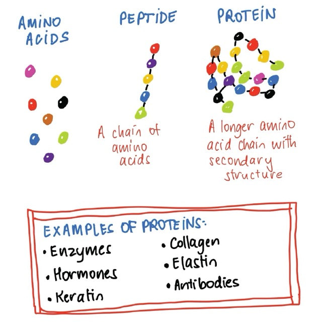 The Link Between Skincare, Health Supplements and Sports Nutrition: The Rise of Peptides and Growth Factors