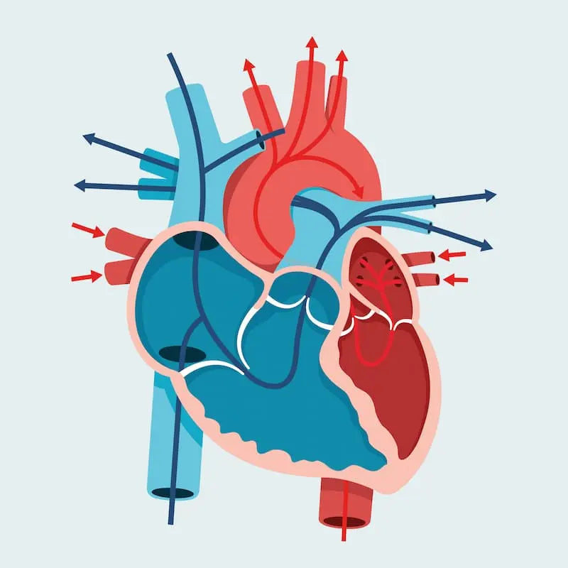 The Athlete's Heart: How Training Transforms Your Ticker