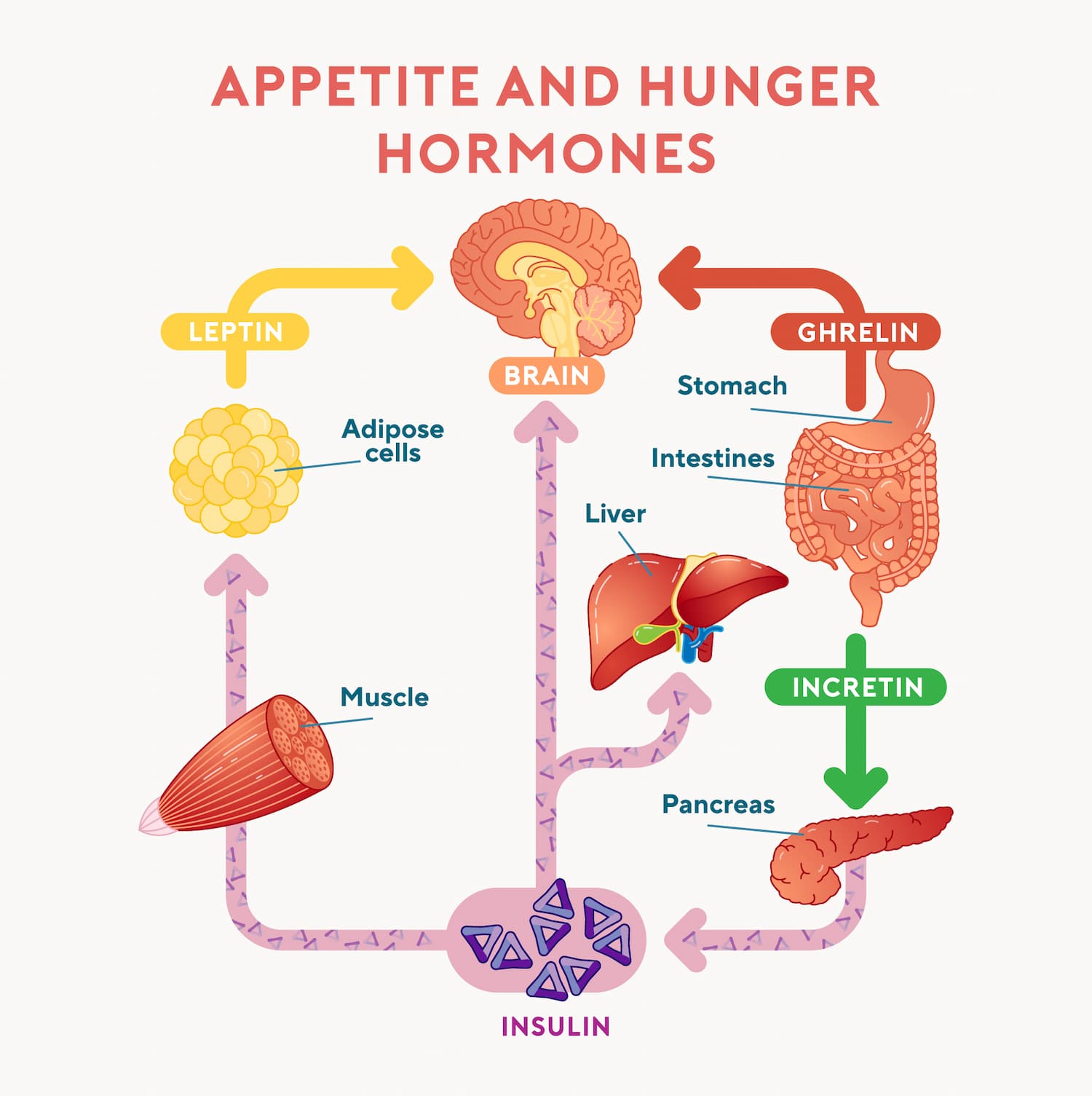 Appetite and Hunger Hormones Roam NZ Australia