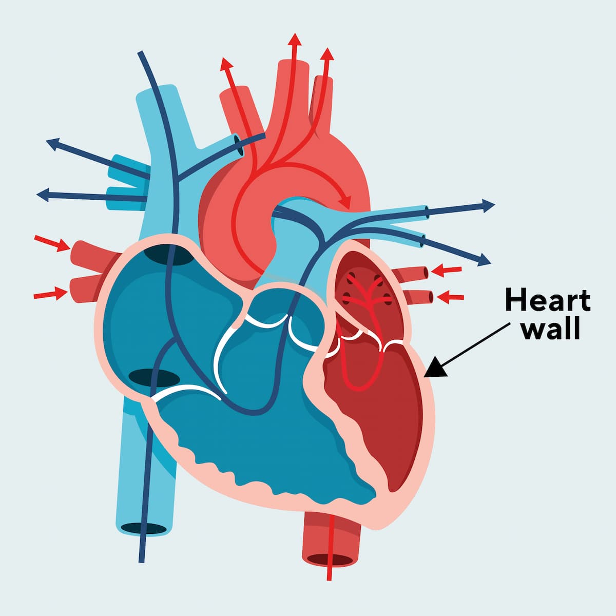 Athletes Heart Anatomy Heart Wall| Sports 