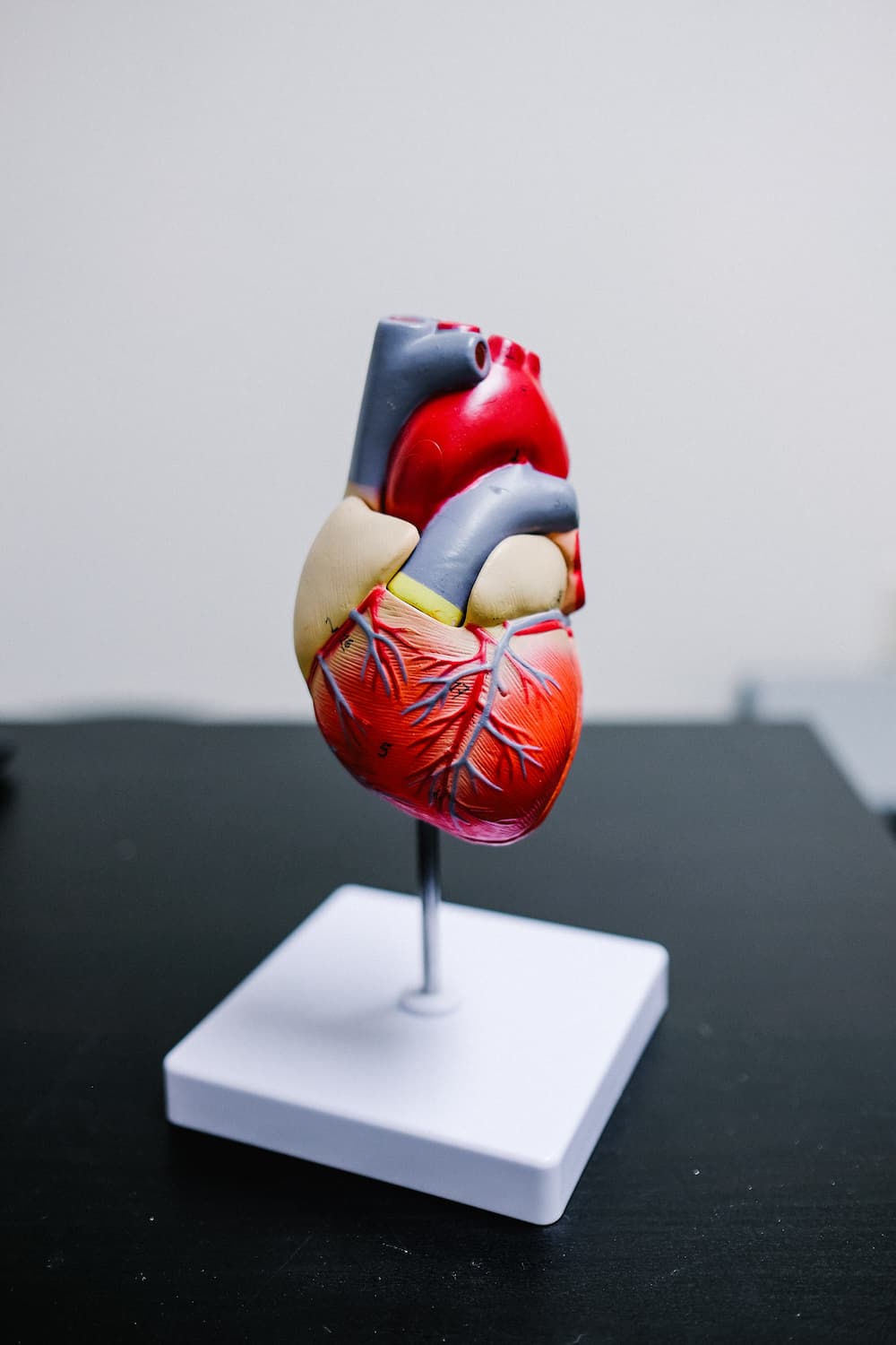Heart Anatomy Model Roam