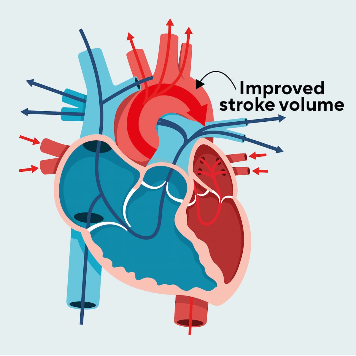 Heart Anatomy Athletes Heart Stroke Volume