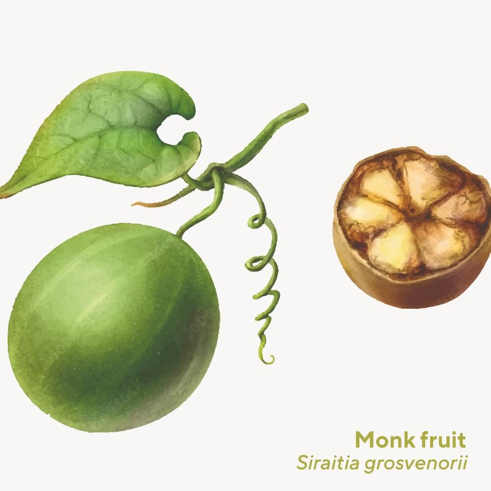Illustration of Monk Fruit Siraitia grosvenorii