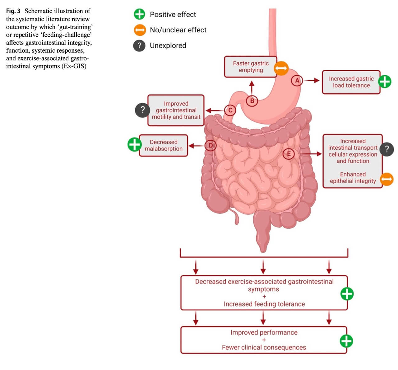 Diagram of Intestinal Tract and Effects of Gut Training on Gastrointestinal Integrity